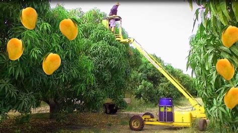Enhancing Worker Safety with Pavan Yyle Tree Tpper